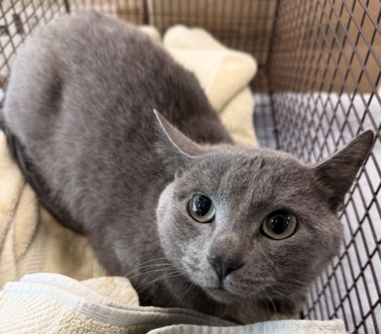 Shelter Stray Male Cat last seen , Chatsworth, CA 91311