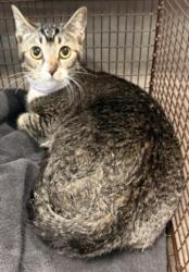 Shelter Stray Male Cat last seen , Chatsworth, CA 91311