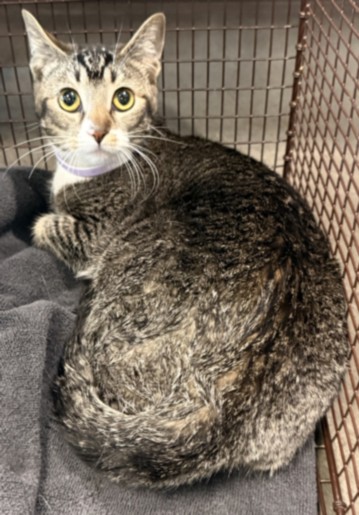 Shelter Stray Male Cat last seen , Chatsworth, CA 91311