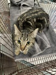 Shelter Stray Male Cat last seen , Chatsworth, CA 91311