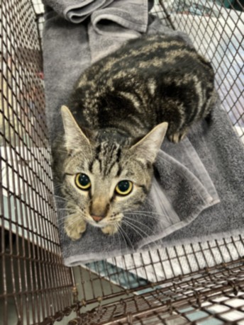 Shelter Stray Male Cat last seen , Chatsworth, CA 91311
