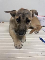 Shelter Stray Female Dog last seen Near BLOCK ALTA VISTA DR, BAKERSFIELD CA 93305, Bakersfield, CA 93308