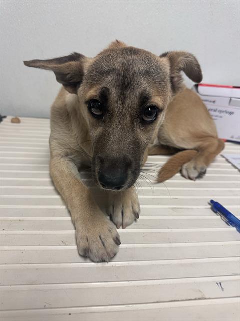 Shelter Stray Female Dog last seen Near BLOCK ALTA VISTA DR, BAKERSFIELD CA 93305, Bakersfield, CA 93308