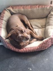 Reunited Male Dog last seen Mango Ave and San Bernardino , Fontana, CA 92335