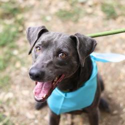 Shelter Stray Male Dog last seen Near BLOCK ROXTON AVE, San Antonio, TX 78227