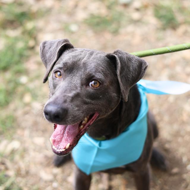 Shelter Stray Male Dog last seen Near BLOCK ROXTON AVE, San Antonio, TX 78227
