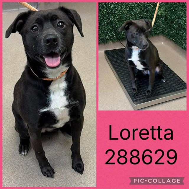 Shelter Stray Female Dog last seen GRAY HWY, Macon, GA 31216
