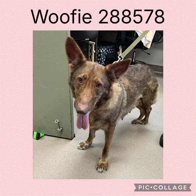 Shelter Stray Female Dog last seen APPLEWOOD ST, Macon, GA 31216