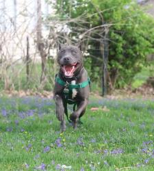 Shelter Stray Male Dog last seen Near BLOCK RALPH AVE, Watterson Park, KY 40218