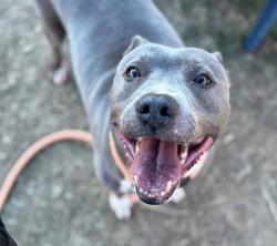 Shelter Stray Female Dog last seen Near BLOCK W 36TH STREET, Watterson Park, KY 40218