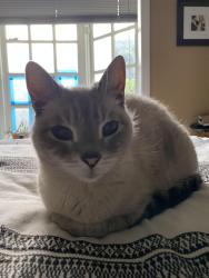 Lost Male Cat last seen Goldenwest & Slater, Huntington Beach, CA 92647