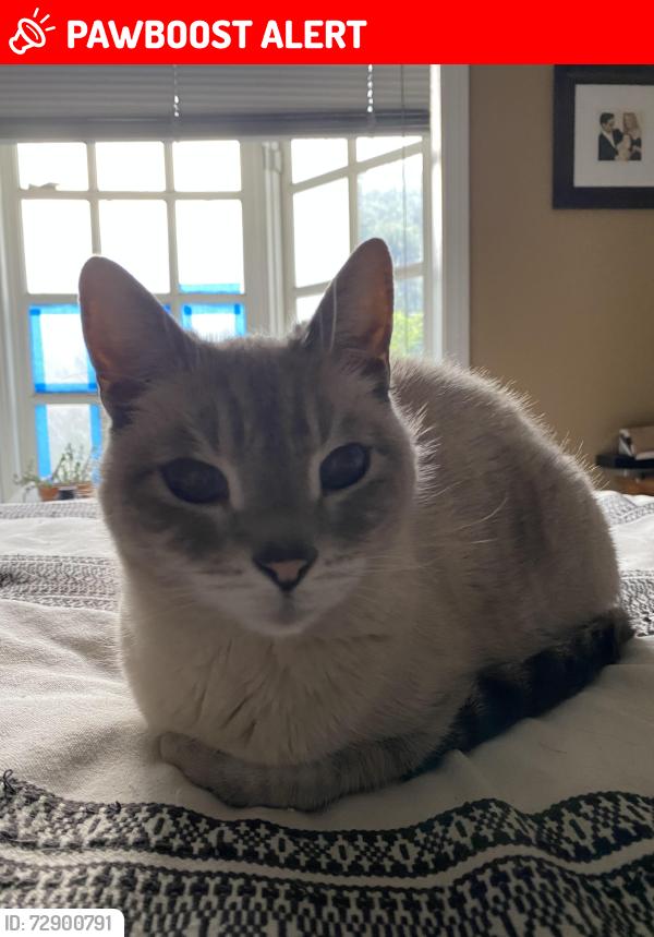 Lost Male Cat last seen Goldenwest & Slater, Huntington Beach, CA 92647