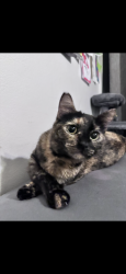 Lost Female Cat last seen Valhalla and Nordic drive, Bakersfield, CA 93309