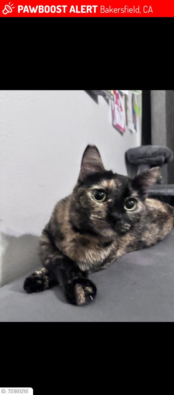 Lost Female Cat last seen Valhalla and Nordic drive, Bakersfield, CA 93309