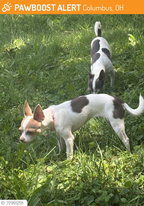 Found/Stray Unknown Dog last seen Near s terrace, Columbus, OH 43204