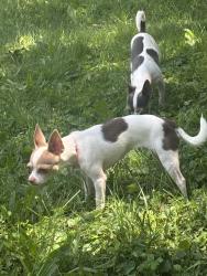 Found/Stray Unknown Dog last seen Near s terrace , Columbus, OH 43204