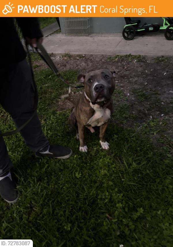 Found/Stray Male Dog last seen Infront of apmts, Coral Springs, FL 33065