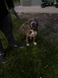 Found/Stray Male Dog last seen Infront of apmts, Coral Springs, FL 33065