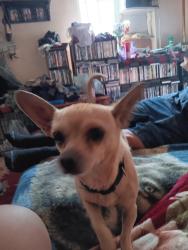 Lost Male Dog last seen P and 22nd Street , Merced, CA 95340