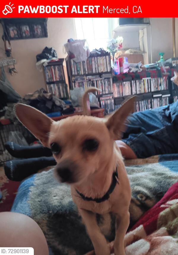 Lost Male Dog last seen P and 22nd Street , Merced, CA 95340