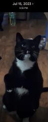Lost Male Cat last seen Brown St, West Columbia, SC 29169