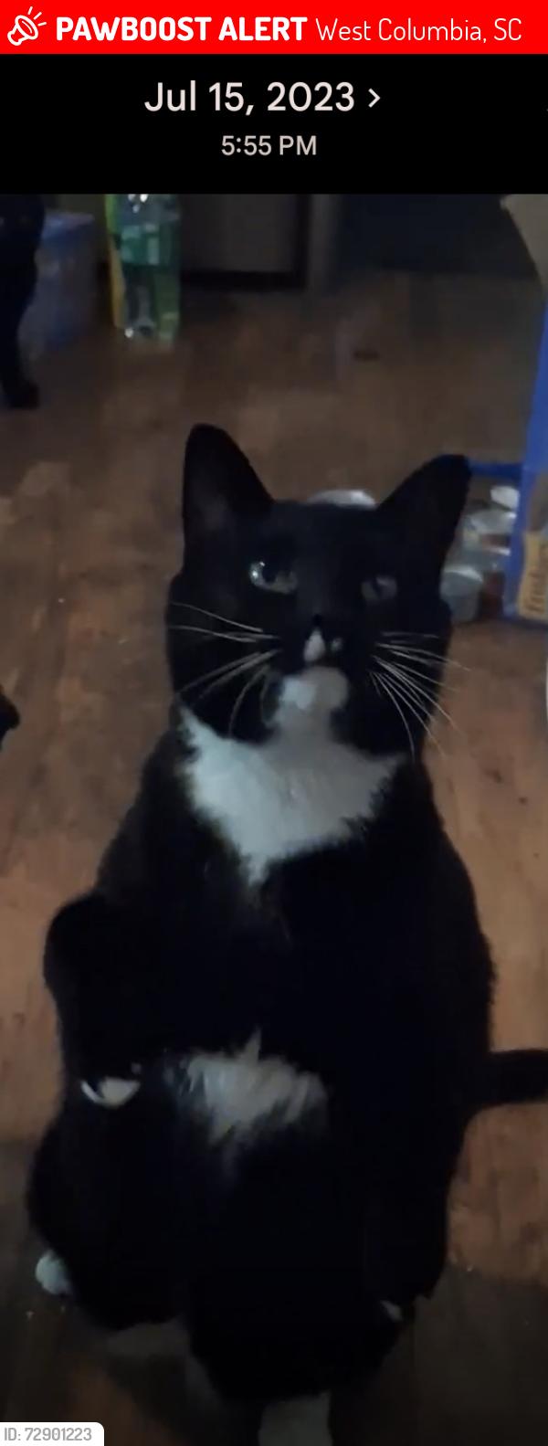 Lost Male Cat last seen Brown St, West Columbia, SC 29169