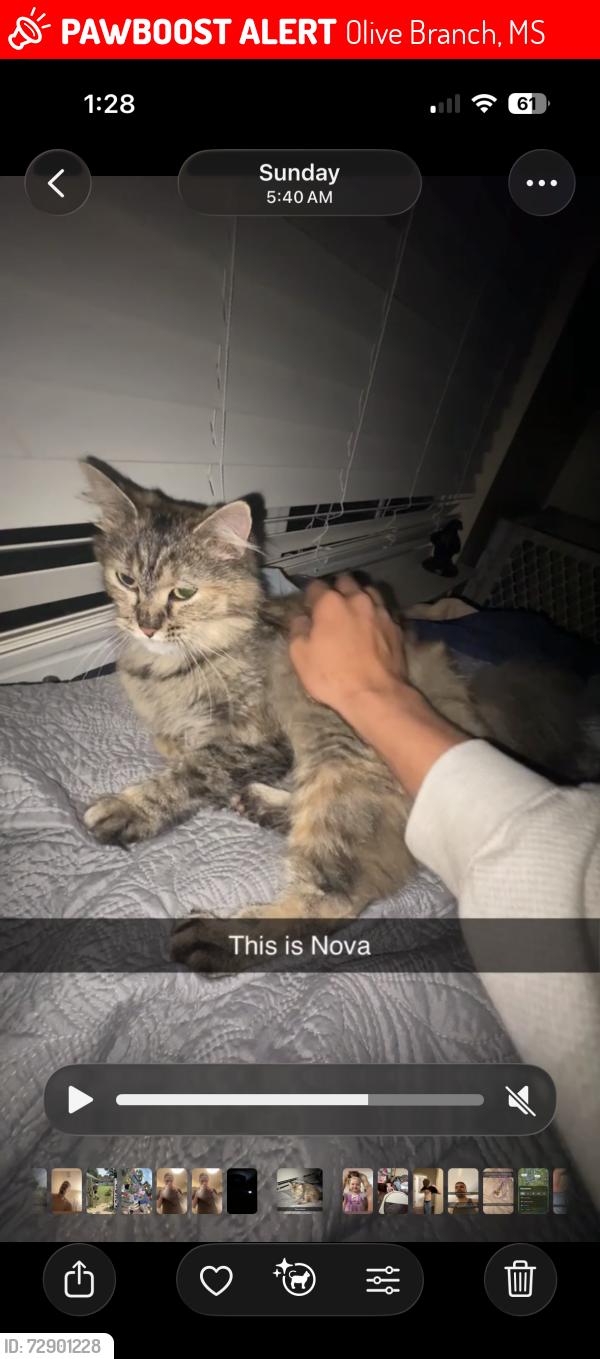 Lost Female Cat last seen Near , Olive Branch, MS 38654