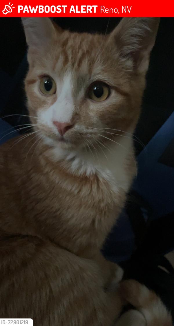 Lost Male Cat last seen Brittany park dr, Reno, NV 89521