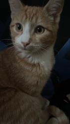 Lost Male Cat last seen Brittany park dr, Reno, NV 89521