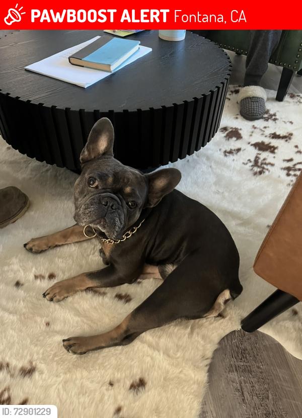 Lost Male Dog last seen Citrus and sierra lakes parkway, Fontana, CA 92336