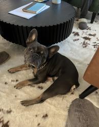 Lost Male Dog last seen Citrus and sierra lakes parkway, Fontana, CA 92336