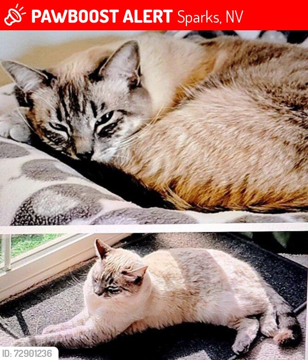 Lost Female Cat last seen Deandrea golf course , Sparks, NV 89434