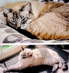 Lost Female Cat last seen Deandrea golf course , Sparks, NV 89434