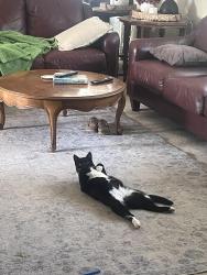 Lost Male Cat last seen Near downtown westbank, West Kelowna, BC V4T