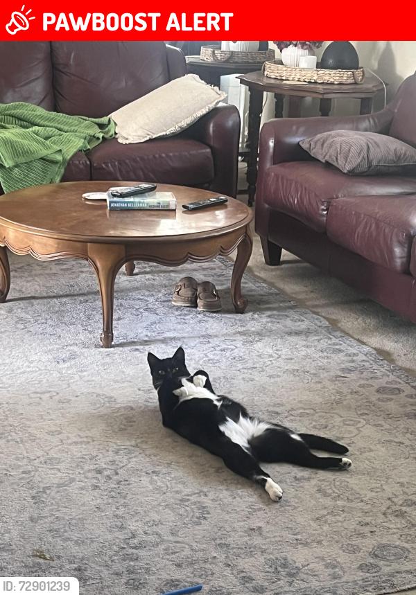 Lost Male Cat last seen Near downtown westbank, West Kelowna, BC V4T