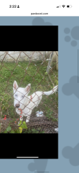 Lost Female Dog last seen Ringgold rd, Chattanooga, TN 37412