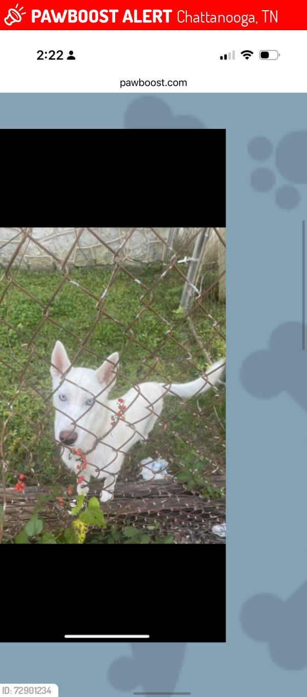 Lost Female Dog last seen Ringgold rd, Chattanooga, TN 37412