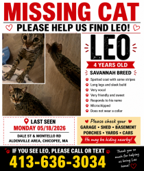 Reunited Male Cat last seen Montello Rd, Chicopee, MA 01013