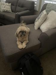 Reunited Male Dog last seen Cactus and Bermuda , Las Vegas, NV 89183