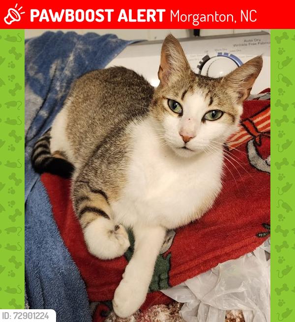 Lost Male Cat last seen off S Main St in Drexel, down Castle Rd, Morganton, NC 28655