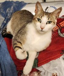 Lost Male Cat last seen off S Main St in Drexel, down Castle Rd, Morganton, NC 28655