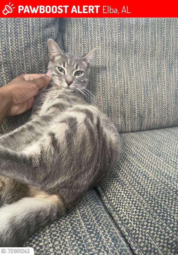 Lost Male Cat last seen Brookdale Tennis Court, Elba, AL 36323