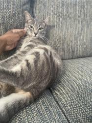Lost Male Cat last seen Brookdale Tennis Court, Elba, AL 36323