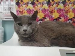 Shelter Stray Male Cat last seen Vanburen St Toledo 43605, Lucas County, OH, Maumee, OH 43537