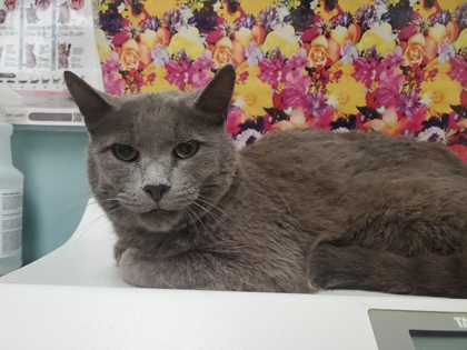 Shelter Stray Male Cat last seen Vanburen St Toledo 43605, Lucas County, OH, Maumee, OH 43537