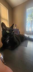 Lost Male Cat last seen Las Palmas Entrada, Gibson, Henderson, NV 89012