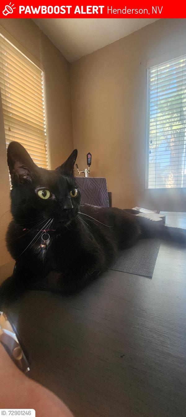Lost Male Cat last seen Las Palmas Entrada, Gibson, Henderson, NV 89012