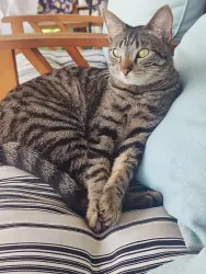 Lost Male Cat last seen Eureka Springs Ct , Fort Worth, TX 76108