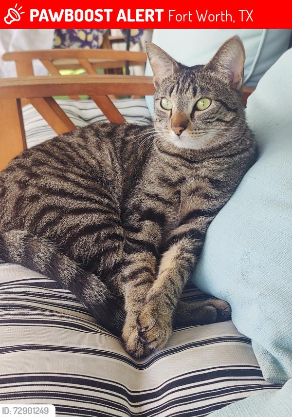 Lost Male Cat last seen Eureka Springs Ct , Fort Worth, TX 76108