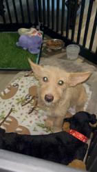 Found/Stray Male Dog last seen Near ramill rd, Memphis, TN 38128